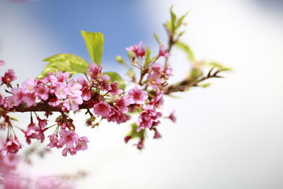 Close-up of pink cherry blossoms in spring