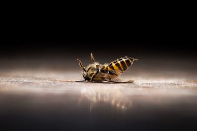 Close-up of insect on table