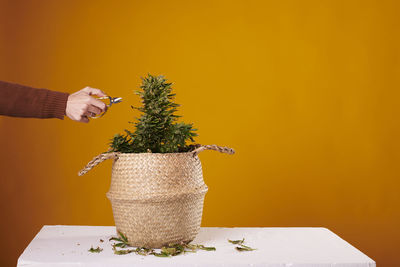 Hand of a man pruning a marijuana plant on a yellow background