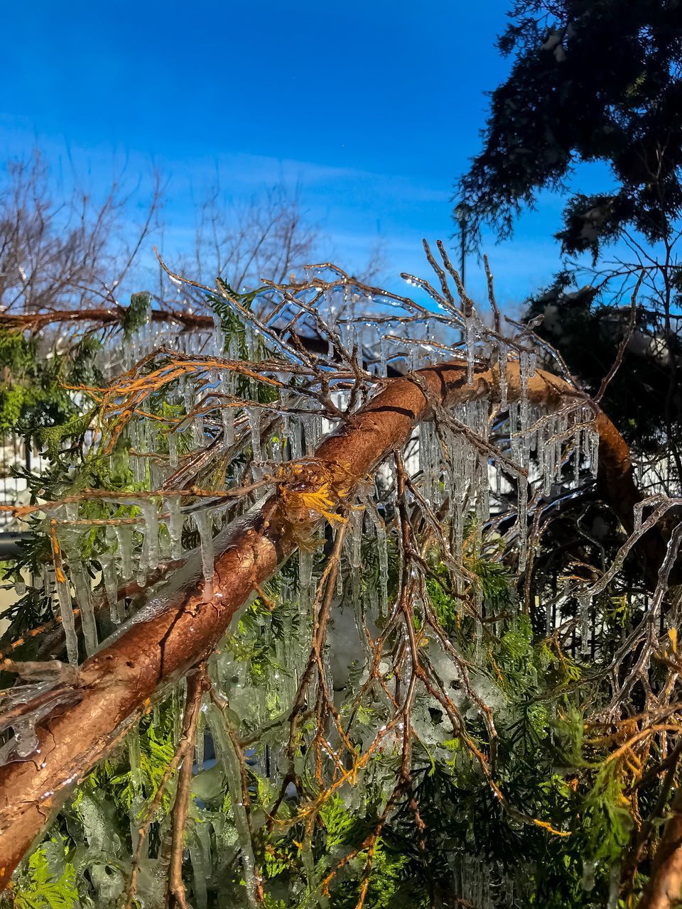 RUSTY TREE