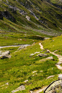 Scenic view of stream amidst field