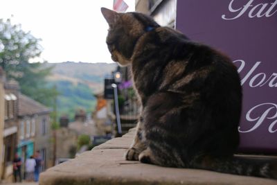 Close-up of a cat sitting on table