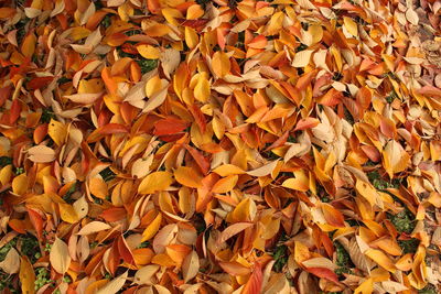 Full frame shot of autumn leaves