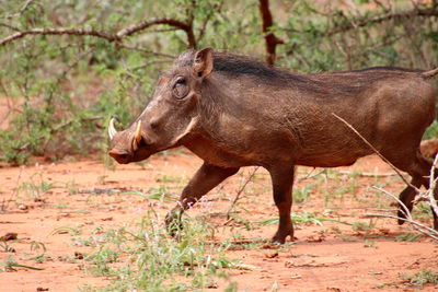 Running warthog