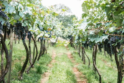 Vineyards at bento gonçalves brazil