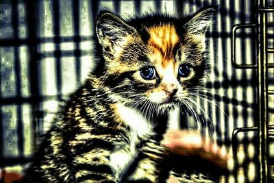 Close-up portrait of cat