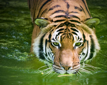 Close-up portrait of tiger drinking water