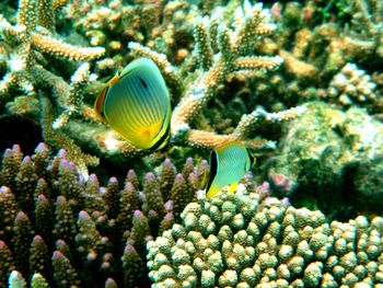 Close-up of coral underwater