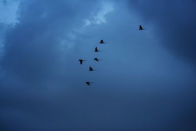 Low angle view of birds flying in sky