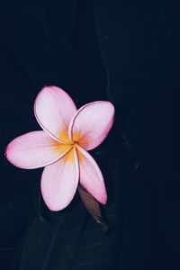 High angle view of frangipani blooming outdoors