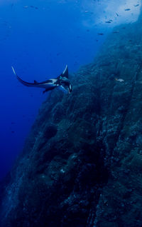 Fish swimming in sea