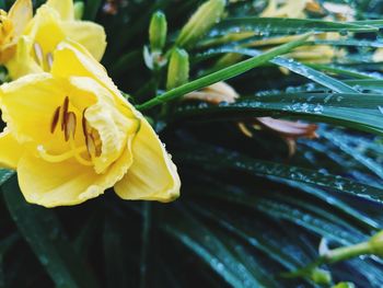 Close-up of wet yellow rose flower