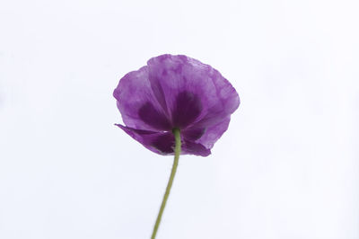 Close-up of purple flower against white background