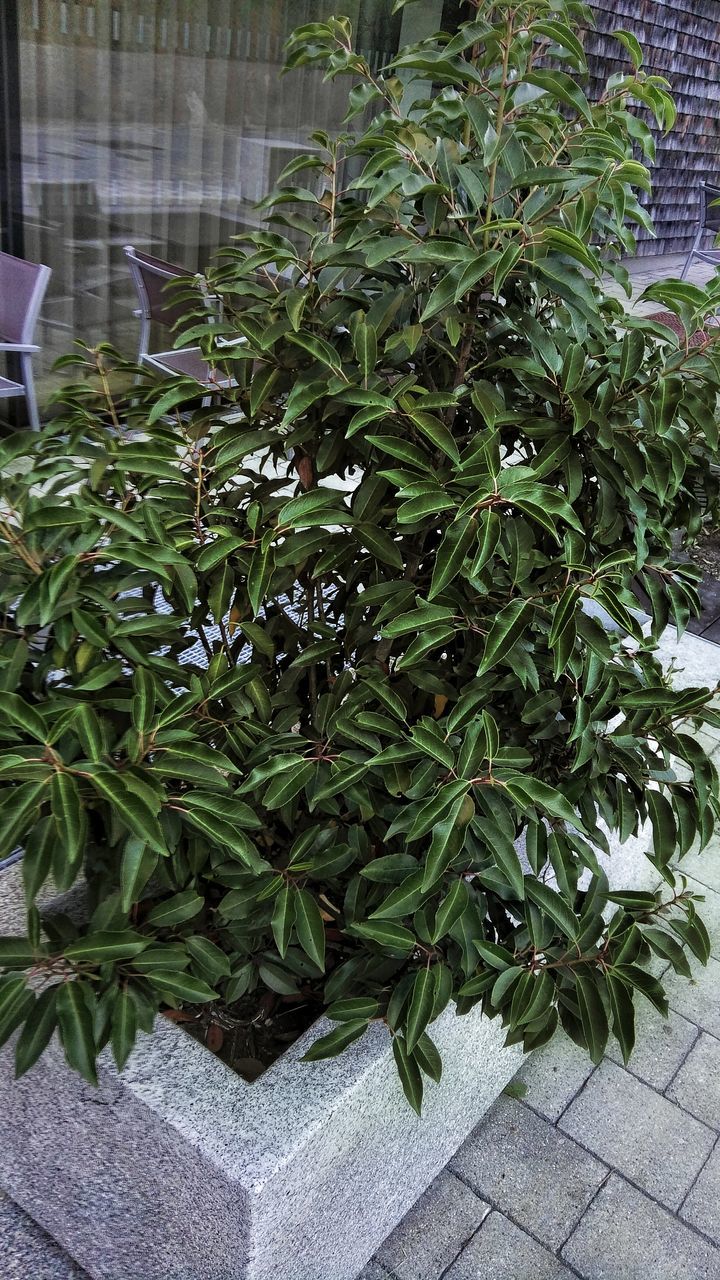 PLANTS GROWING ON TREE TRUNK