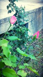 Close-up of pink flowers