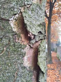 Trees in the forest