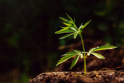 Close-up of small plant