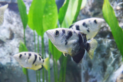 Close-up of fish swimming in sea