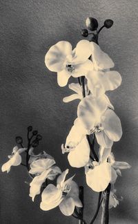 Close-up of flowers