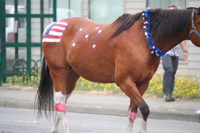 Close-up of horse standing outdoors