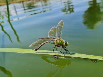 Close-up of grasshopper on a lake