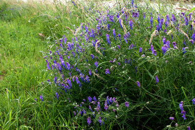 Close-up of purple flowering plants on field