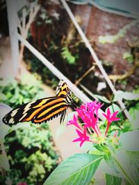 Butterfly perching on plant