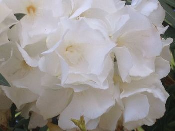 Full frame shot of white rose