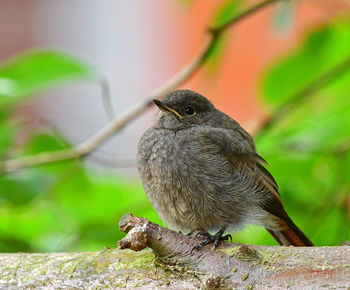 Close-up of bird perching on a tree