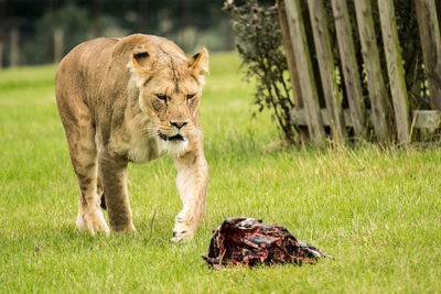 Lioness by dead animal on grassy field