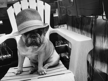 Portrait of dog relaxing on chair