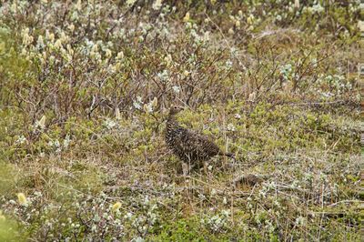 Side view of a bird on field
