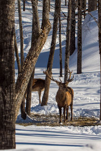 Deer on snow covered field