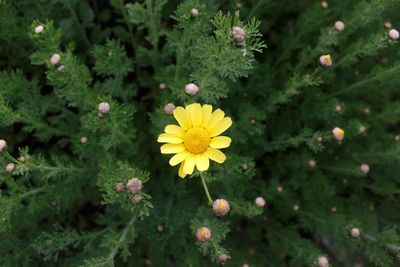 Close-up of yellow flowering plant on field