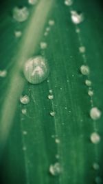Close up of water drops on leaf