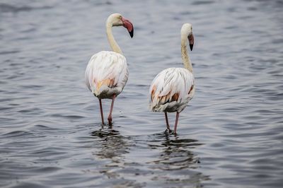 View of birds in lake