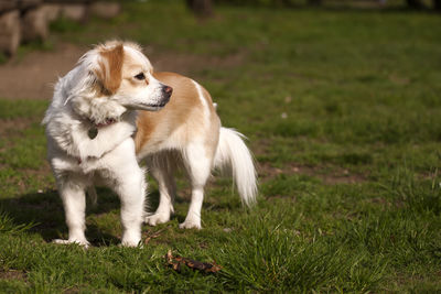 Portrait of a dog on field