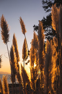 Close-up of stalks against clear sky at sunset