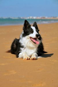 Portrait of dog on beach