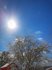 Close-up of bare tree against sky during winter