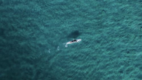 High angle view of whale swimming in sea