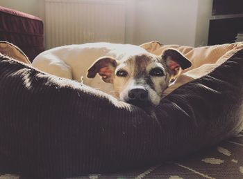 Portrait of dog lying on bed