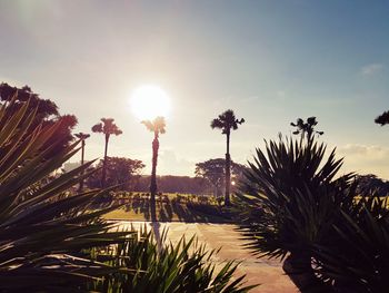 Low angle view of palm trees against sky