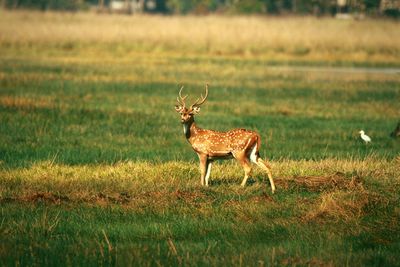 Deer in a field