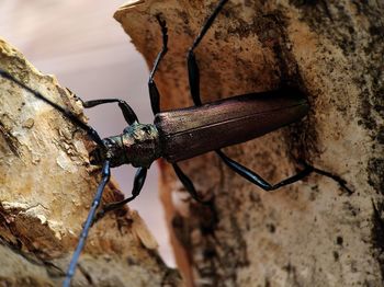 Close-up of insect on rock