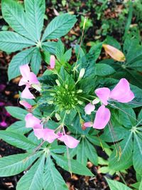 Close-up of pink flowers blooming outdoors