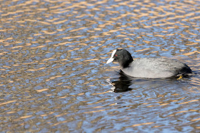 Duck swimming in a lake