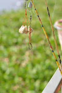 Close-up of insect on plant