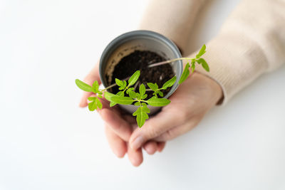 Cropped hand of woman holding potted plant against white background