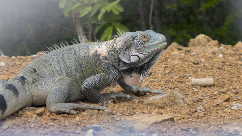 Close-up of lizard